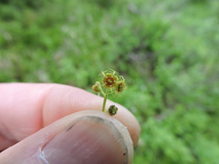 Pectiantia pentandra