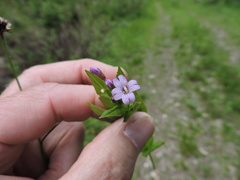 Epilobium ciliatum