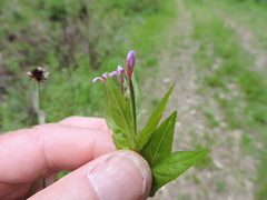 Epilobium ciliatum