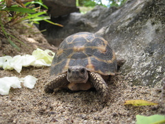 Flat-Shelled Spider Tortoise photo 2