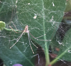 Holocnemus pluchei