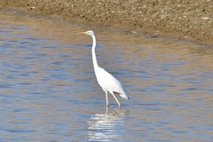 Ardea alba