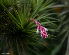 Tillandsia tenuifolia