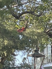 Cardinalis cardinalis