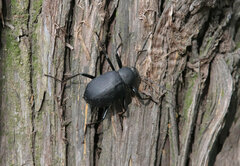 Tenebrionidae