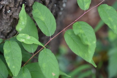 Podosphaera tridactyla