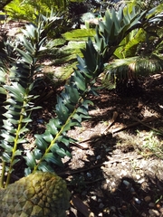 Encephalartos arenarius