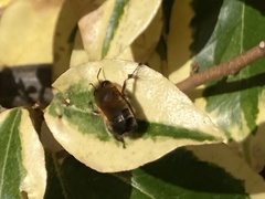 Anthophora plumipes