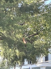 Cardinalis cardinalis