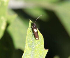Scythris