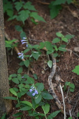 Scutellaria pekinensis