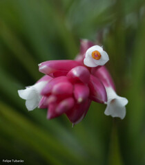 Tillandsia tenuifolia