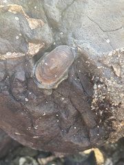 Scutus unguis