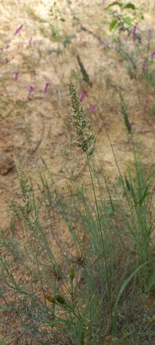 Soft Feather Pappus Grass