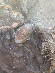 Scutus unguis