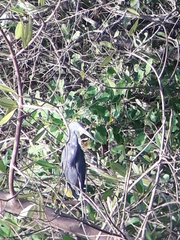 Egretta caerulea