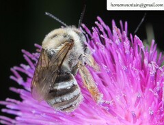 Eucera chinensis