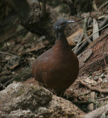 Crypturellus obsoletus
