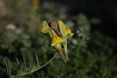 Linaria polygalifolia polygalifolia
