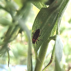 Ochrimnus lineoloides