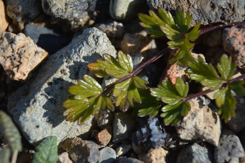 Image of Podistera macounii by no rights reserved
