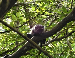 Cercopithecus mitis albogularis