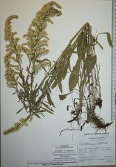 Solidago nemoralis decemflora