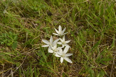 Ornithogalum sintenisii