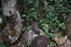Funambulus obscurus
