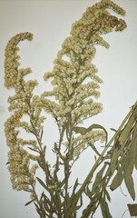 Solidago nemoralis decemflora