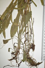 Solidago nemoralis decemflora