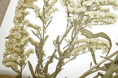 Solidago nemoralis decemflora