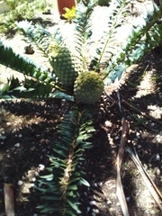 Encephalartos arenarius