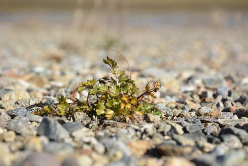 Image of Podistera macounii by no rights reserved
