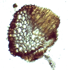 Syntrichia princeps
