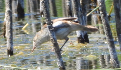 Acrocephalus gracilirostris