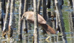 Acrocephalus gracilirostris