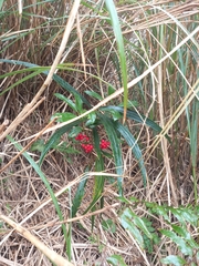 Ardisia crispa