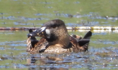 Thalassornis leuconotus