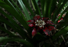 Wittrockia gigantea