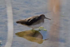 Tringa ochropus