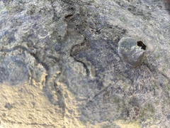 Striatobalanus amaryllis