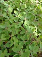 Oxalis pes-caprae image