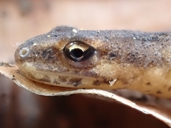 Lissotriton vulgaris