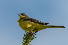 Motacilla flava thunbergi