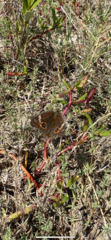 Junonia neildi varia