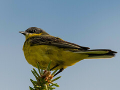 Motacilla flava thunbergi