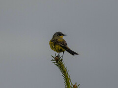 Motacilla flava thunbergi