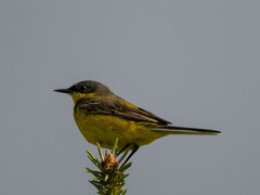 Motacilla flava thunbergi