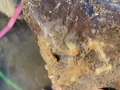 Botryllus schlosseri